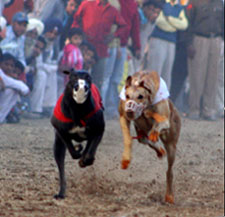 A dog race in progress at the animal fair being held near the Bathinda-Goniana road on Friday.
