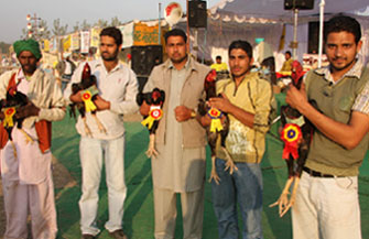 Owners exhibit the fowls, which would compete at the Khetari Pashudhan Show-2008 being organised near the Bathinda-Goniana road on Friday.
