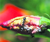 A bloom under attack by various insects.