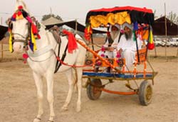 A decorated tonga of Harwinder Singh of Siriawala village, Faridkot district, was the centre of attraction on the concluding day of the Khetari Pashudhan Show-2008 being held near Gillpati village on Bathinda-Goniana road