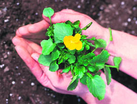 Gardening helps to develop patience and perseverance 