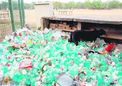 Plasticware used during the forest games littered on the PU grounds in Chandigarh. 