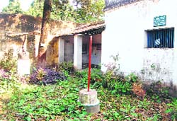 Wild growth dots the open space inside Nehru Ward