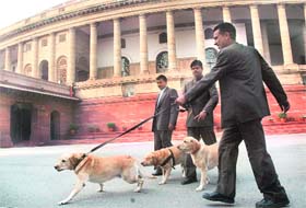 A sniffer dog squad outside Parliament House during the opening of the third leg of the monsoon session of Parliament in New Delhi