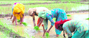 A file photo of women planting basmati saplings in Dehradun.