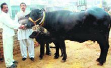 The buffalo which fetched Rs 1.75 lakh at an auction in Sirsa.