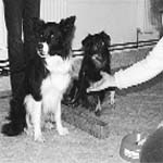 This undated handout photo provided by the Proceedings of the National Academy of Sciences shows the subject has not received food for giving the paw in the last trials