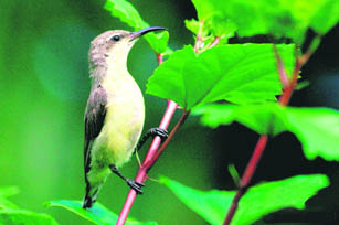 Purple female sunbird has yellow-grey upper parts and yellowish lower parts