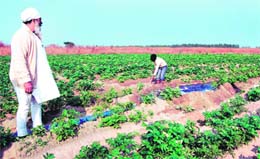 A labourer irrigates potato fields under the National Rural Employment Guarantee scheme in Bazidpur village, 18 km from Jalandhar. 