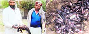 A picture of the fish seized at the Sherpur fish market in Ludhiana.