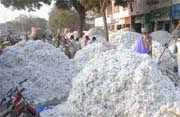 Piles of cotton lying at the local cotton mandi.