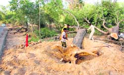 Full-grown trees being axed to widen the Bathinda-Talwandi Sabo highway in Bathinda