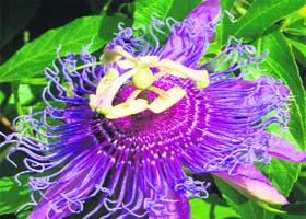 Passion plant