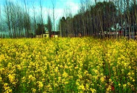 TRUE FLAVOUR OF PUNJAB: A view of a mustard field, a must-see for tourists