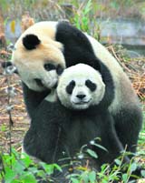 Two giant pandas, Tuan Tuan (back) and Yuan Yuan, whose names when said together means unite in Chinese, are seen at a panda centre in Yaan under Sichuan province of China.  Reuters