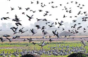 Migratory birds in the weltlands of Gharana along the Indo-Pak border in Jammu