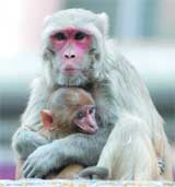 A mother monkey protects her little one from cold.