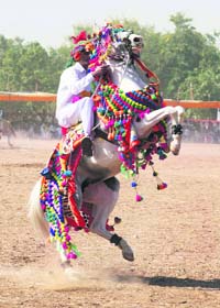 A horse rider displays skills on the first day of a horse show in the western Indian city of Gandhinagar