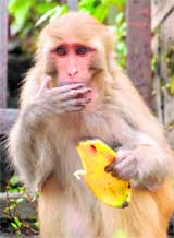 A monkey enjoys banana at Kali Badi in Shimla