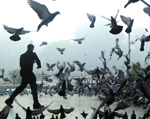 A boy feeds pigeons in Company Bagh in a misty morning in Amritsar.