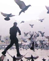 A man feeds pigeons in the Company Bagh area