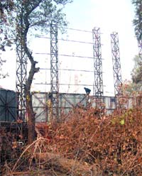 Tree pruned and chopped on the premises of Guru Teg Bahadur Hospital in Amritsar.