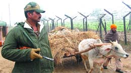 A BSF jawan guards the international border as a farmer makes his way back to homein Amritsar on Friday. Photo:Vishal Kumar