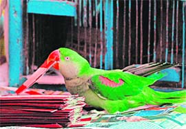 See how much we have progressed. Some of us turn to parrots to know our luck. Now that was the scene at the Ram Bazaar in Shimla on Saturday.