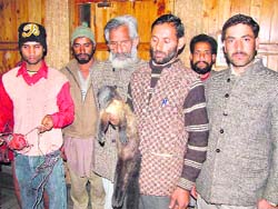 Residents with body of the wild animal.