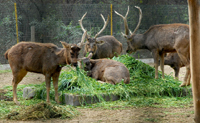 A group of Sambar eating fodder in their cage on a cold Sunday morning at the Bir Talab zoo in Bathinda.