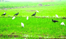 Migratory birds flock a field at Ballowal village in Ludhiana on Sunday.