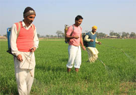 Farmers spraying pesticide in their field at village Husnar in Muktsar district on Monday.