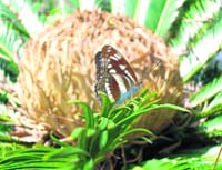 butterfly