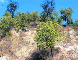 Sandalwood trees in the reserve forest area near Jawalamukhi that are threatened by smuggling.