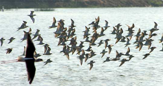 Winged delight: Migratory birds fly over a lake in village Gurusar in Gidderbaha. The lake is said to have formed because of excessive waterlogging in the area.