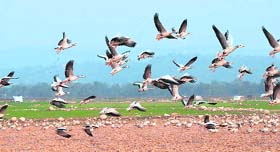Bar-headed geese at Pong Dam lake at Nagrota Surian