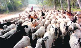 With winter tightening its grip, these Gujjar and Bakerwal nomads, on their way to Udhampur with their sheep, were photographed near Sambha. 