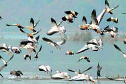 Bar-headed geese frolic at the Nangal wetland. A Tribune photograph