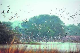 Migratory and other birds at the Sultanpur National Park near Gurgaon