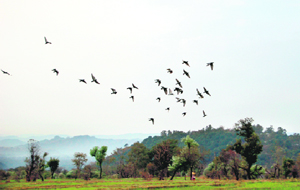 Birds return to their nests as sun sets after a cold day in Dharamsala on Saturday.