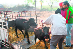 Calves at the cattle fair in village Bhagu Majra (Kharar) being taken for slaughter.
