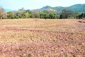 A barren field in the Lanj area of Kangra district, about 30 km from Dharamsala