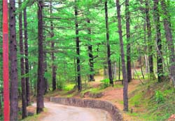 The Potters Hill Van Vihar near Shimla. 