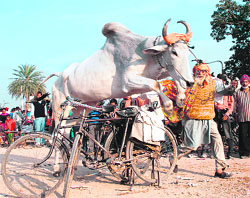 A bull performs stunts at the Maghi Mela at Daun village in Kharar on Tuesday.