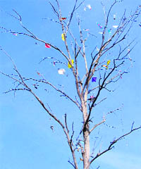 Lohri kites entangled in the branches of a tree gone dry make for a pretty picture in Ludhiana.