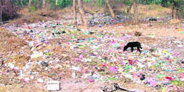 Garbage lying scattered at Bougainvillea Garden in the PAU, Ludhiana.