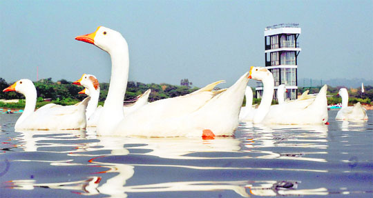 A flock of geese compete with one another on a sunny afternoon at Sukhna Lake.