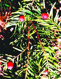 Thuner leaves are believed to cure cancer