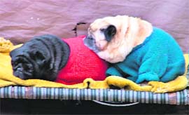 SNUG PUG: A dog cuddles with another to beat the chill.