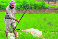 A farmer spreads rainwater on his wheat crop at Mirzapur village in Patiala district on Saturday.